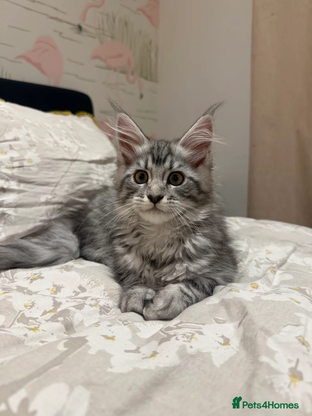 Maine Coon cats for sale: Silver Tabby Maine Coons - Advert 10