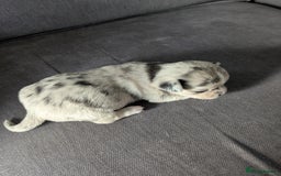 Chihuahua dogs for sale: Stunning merle Chihuahua puppies  - Image 9