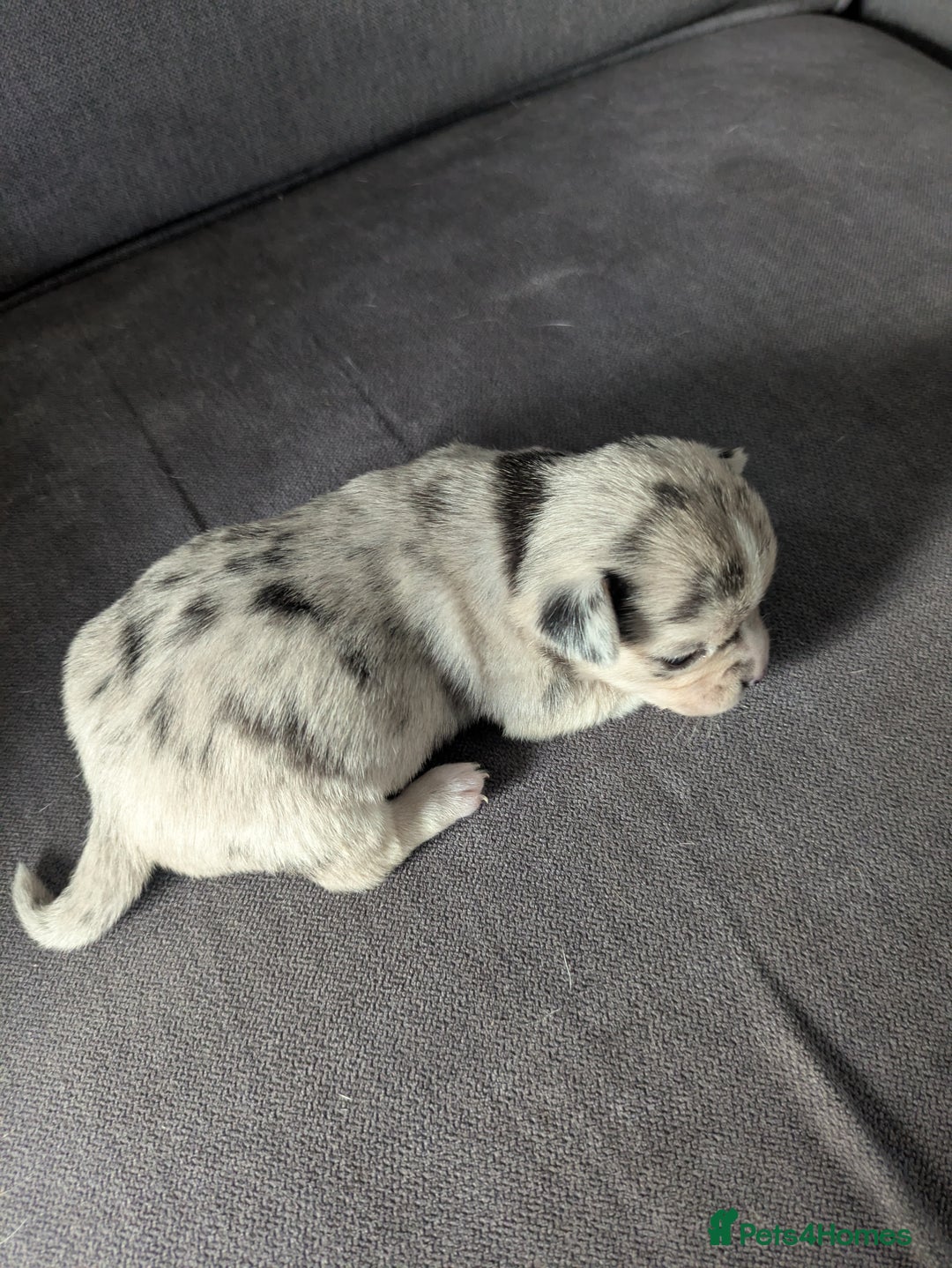 Chihuahua dogs for sale: Stunning merle Chihuahua puppies  - Image 9