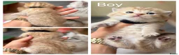 British Shorthair cats for sale: Adorable TICA British Shorthair kittens  - Advert 6
