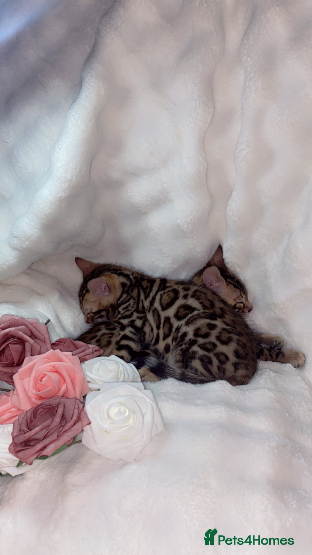 Bengal cats for sale: 2 Female Rosette Bengals (Available Now 8 Weeks) - Advert 6