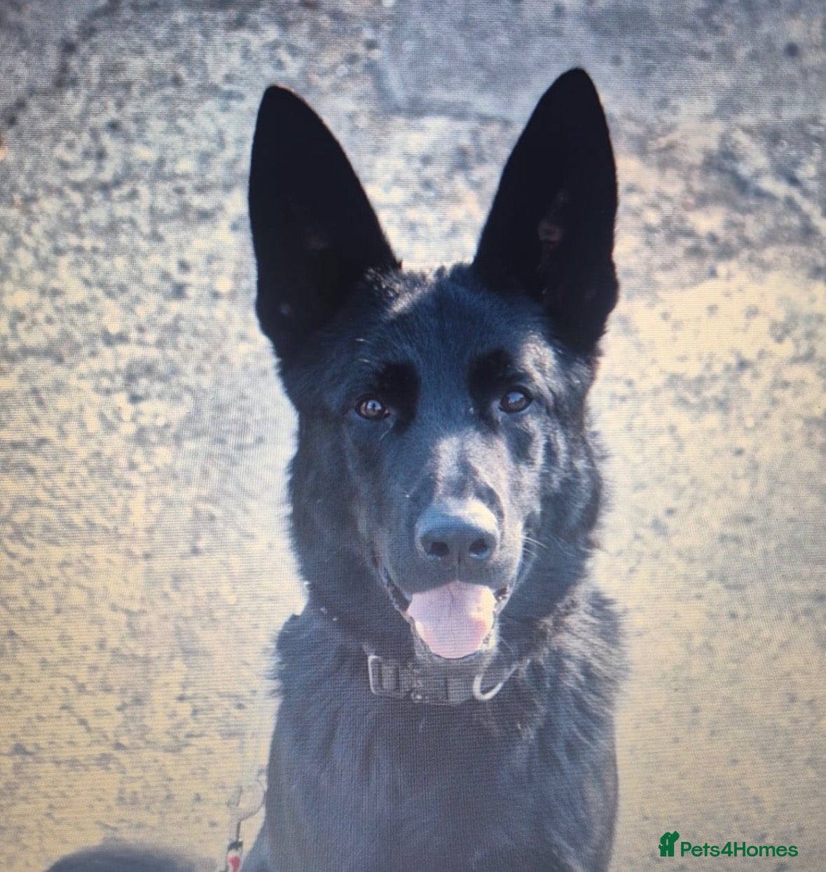 German Shepherd dogs  JET BLACK WORKING LINE GERMAN SHEPHERD AT STUD  - Advert 1