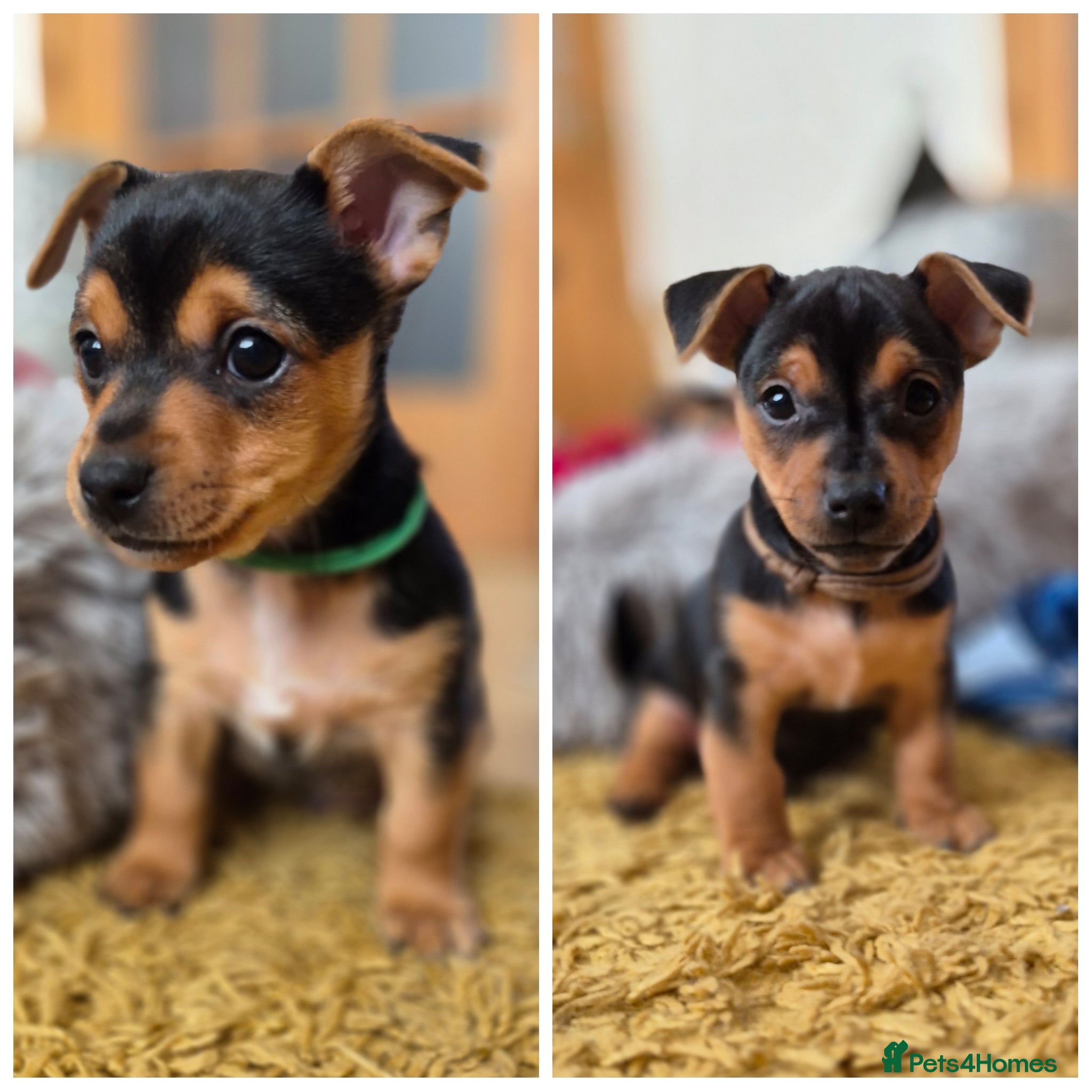 Jack Russell dogs *Only 2 boys left * Minature Jack Russell Puppies - Advert 6