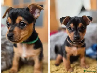 Jack Russell dogs *Only 2 boys left * Minature Jack Russell Puppies - Advert 6