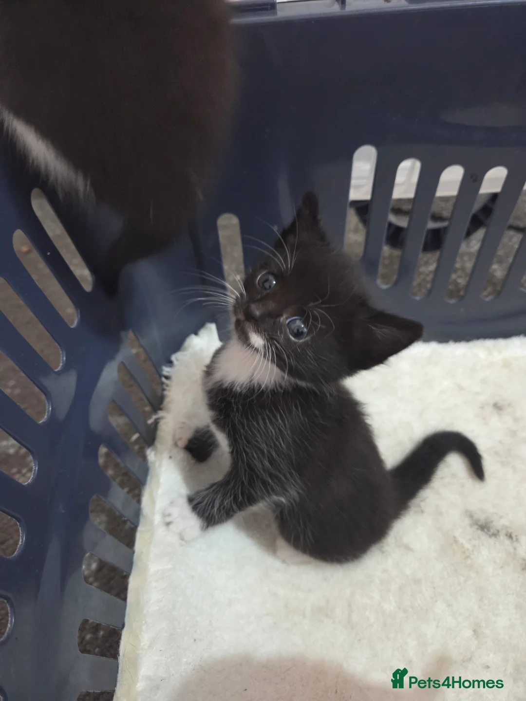 Mixed Breed cats for sale: I have three cute kittens that are girls. - Advert 2