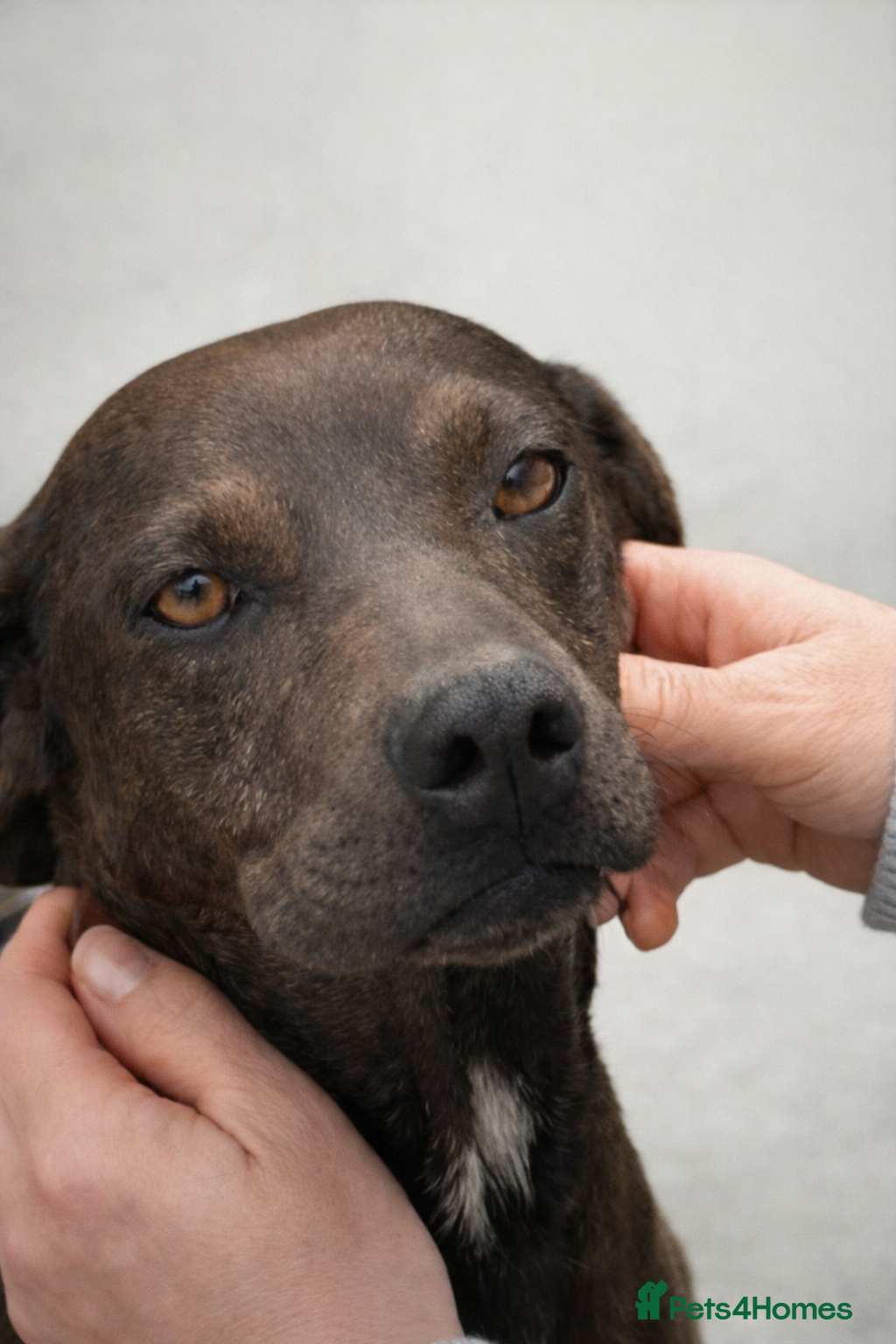 Mixed Breed dogs Rhea – Loving Female Dog – Ready for Forever Home - Advert 1