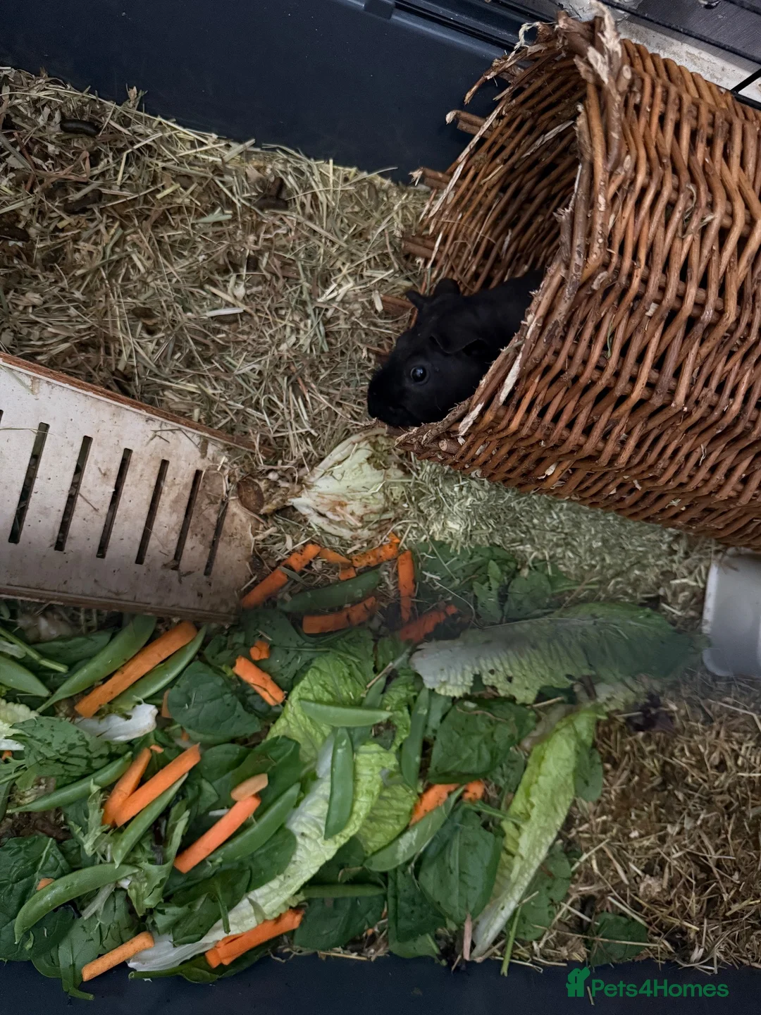 Guinea Pig rodents for sale: Beautiful skinny pig  - Advert 3