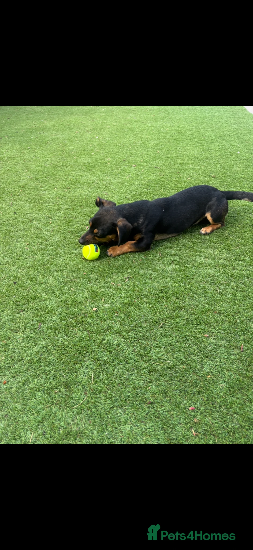 Mixed Breed dogs for sale: Beautiful dachsweiler girl for sale - Advert 4