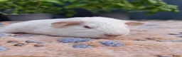 Guinea Pig rodents for sale: PEW (Pink eyed white) smooth baby girl Guinea pig - Advert 4