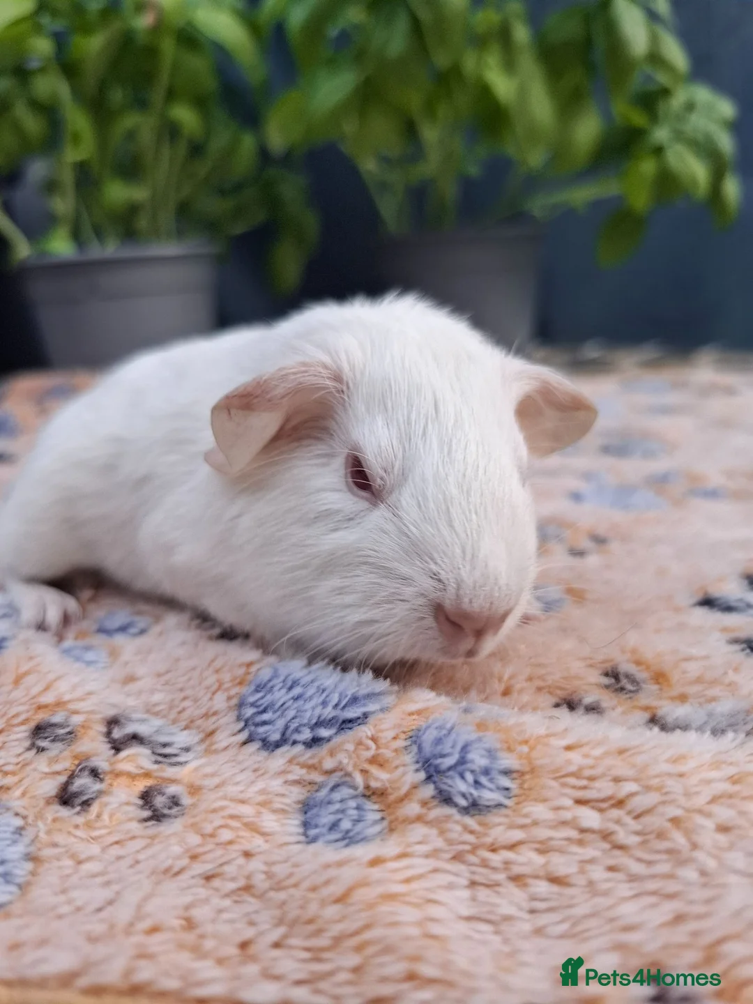 Guinea Pig rodents for sale: PEW (Pink eyed white) smooth baby girl Guinea pig - Advert 4