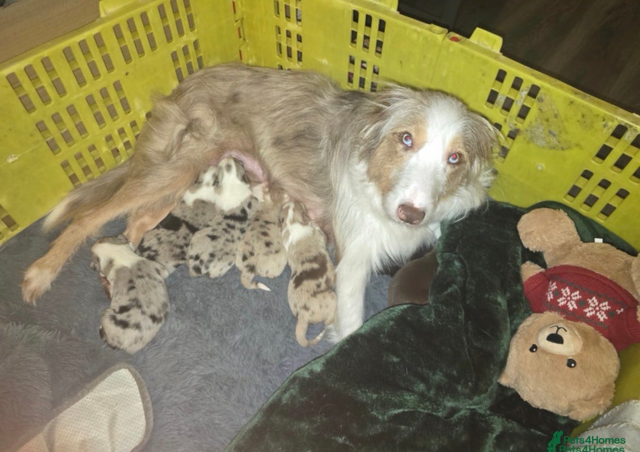 Mixed Breed dogs Stunning Border Collie Cross Puppies Family Raised - Advert 5