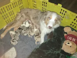 Mixed Breed dogs Stunning Border Collie Cross Puppies Family Raised - Advert 5