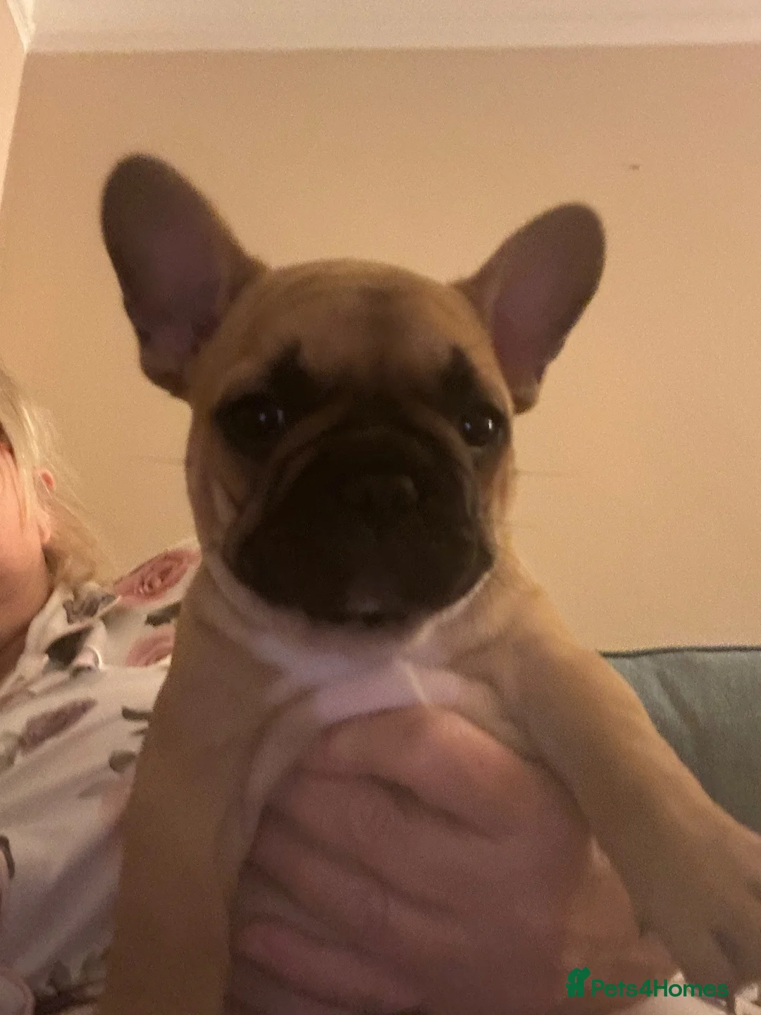 French Bulldog dogs for sale: Ready in 1 week!Stunning, true French bulldog pups - Advert 2