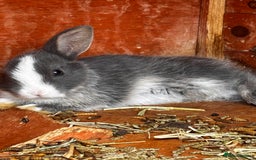 Mini Lop rabbits for sale: Mini lop - Image 3