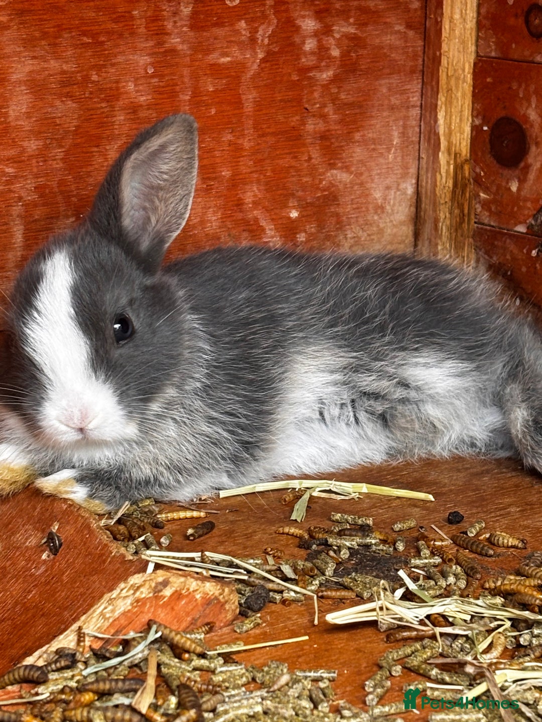 Mini Lop rabbits for sale: Mini lop - Image 3