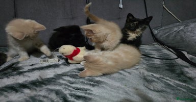Mixed Breed cats Mixed breed kittens ready now.  - Advert 15