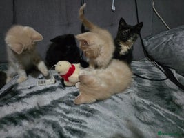 Mixed Breed cats Mixed breed kittens ready now. - Advert 15