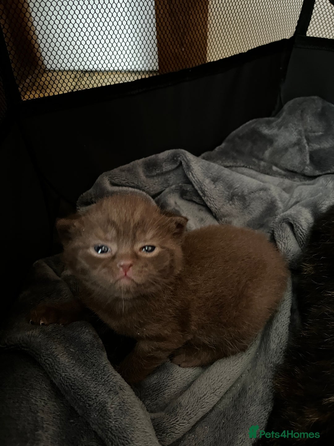 British Shorthair cats for sale: Beautiful pedigree bsh kittens  - Image 17