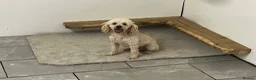 Cavapoo dogs for sale: beautiful litter of Cavapoo puppies for sale  - Advert 7