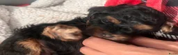 Yorkiepoo dogs for sale: Outstanding Yorkipoos F1 last 3 remaining - Advert 24