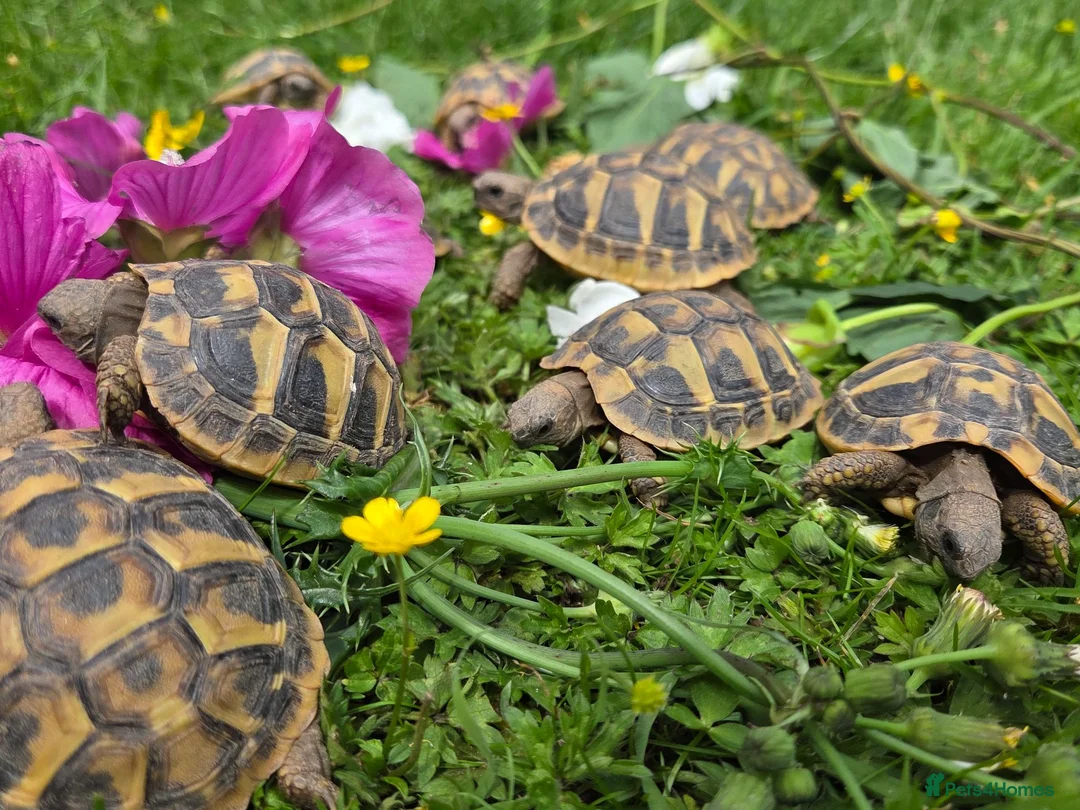 Hermann Tortoise reptiles for sale: Hermanns tortoises. 1 year old with article 10 - Advert 2