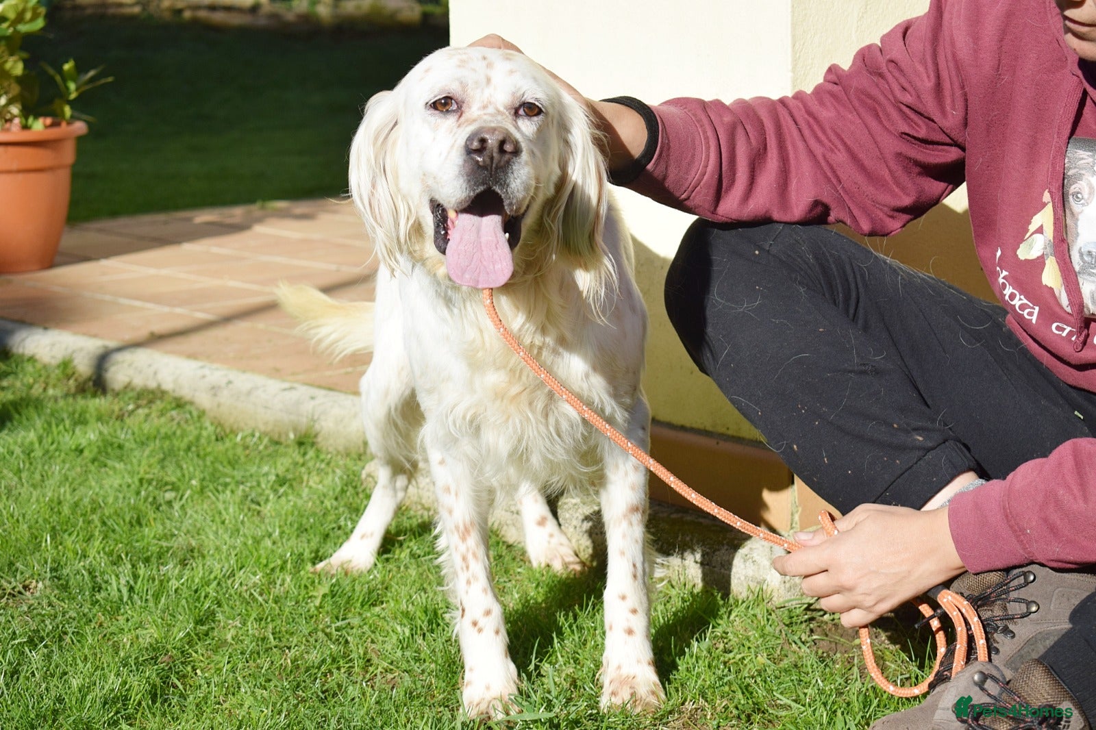 English Setter dogs Nell  - Advert 3