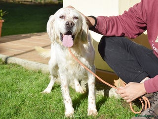 English Setter dogs Nell - Advert 3