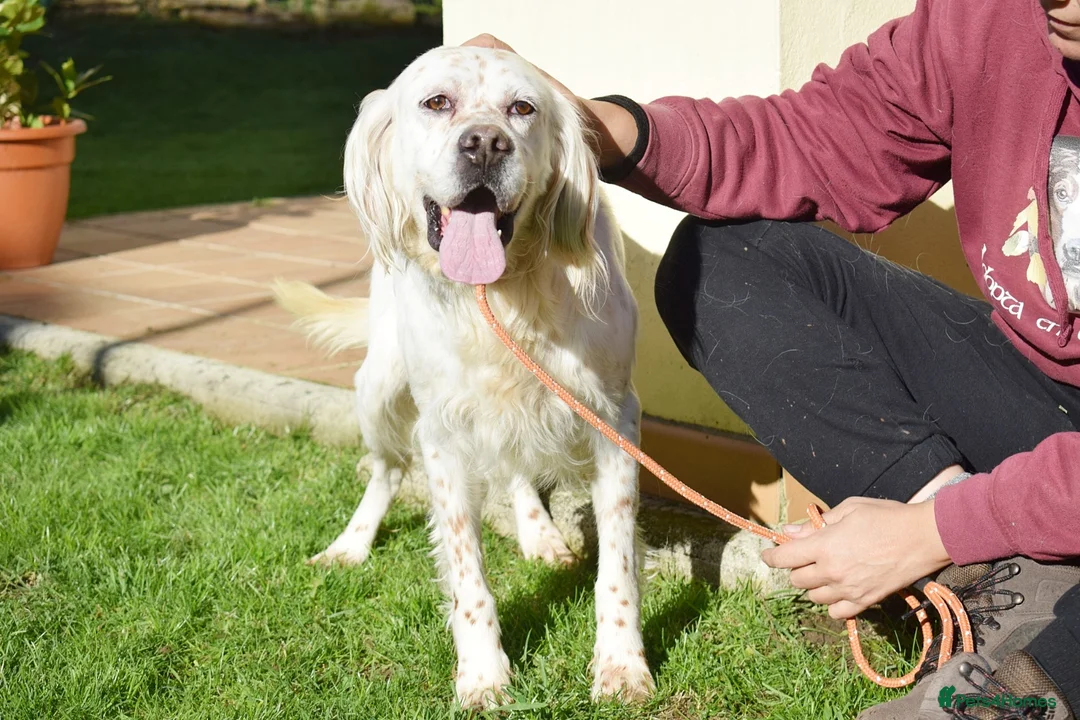 English Setter dogs for adoption: Nell  - Advert 1