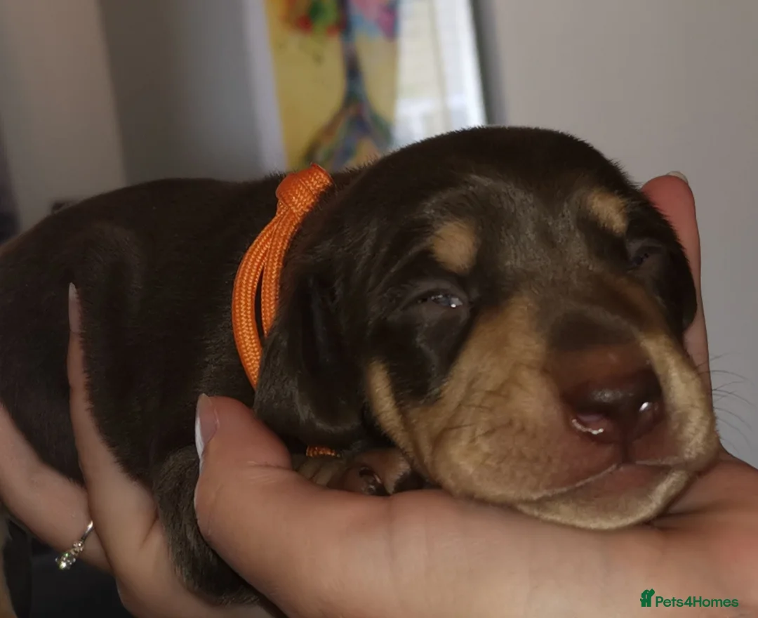 Dachshund dogs for stud: Harley (kleinartemis apollo) kc name  in Glasgow - Advert 13