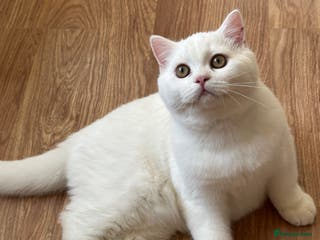 British Shorthair cats Gorgeous British Longhair & Shorthair Kittens - Advert 10