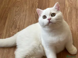 British Shorthair cats Gorgeous British Longhair & Shorthair Kittens - Advert 10