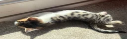 Bengal cats for sale: Beautiful Bengal mixed kitten🐆ready now!  - Advert 10