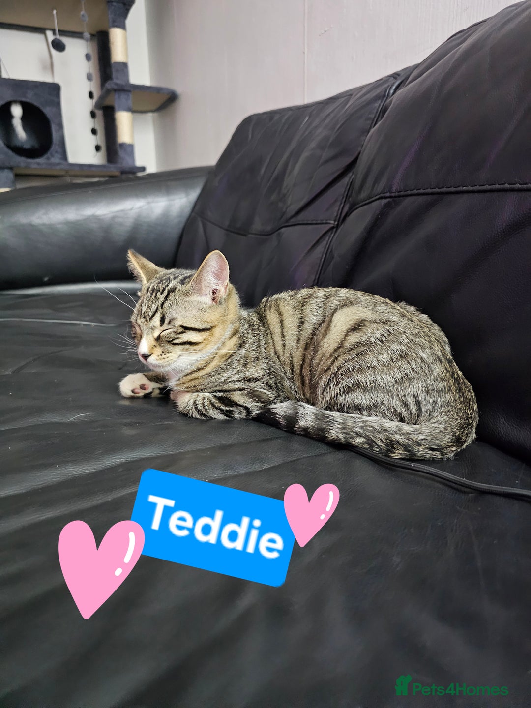 Mixed Breed cats for sale: 2 x Kittens ** urgently need rehoming**  - Image 3