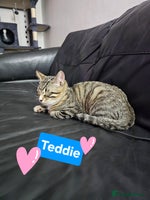 Mixed Breed cats - Advert 5