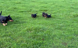 Lancashire Heeler dogs for sale: Beautiful Lancashire Heeler Pups  - Image 2