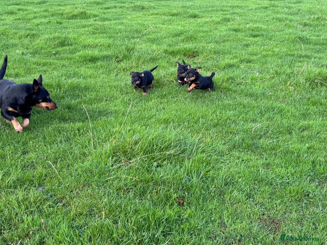 Lancashire Heeler dogs for sale: Beautiful Lancashire Heeler Pups  - Image 2