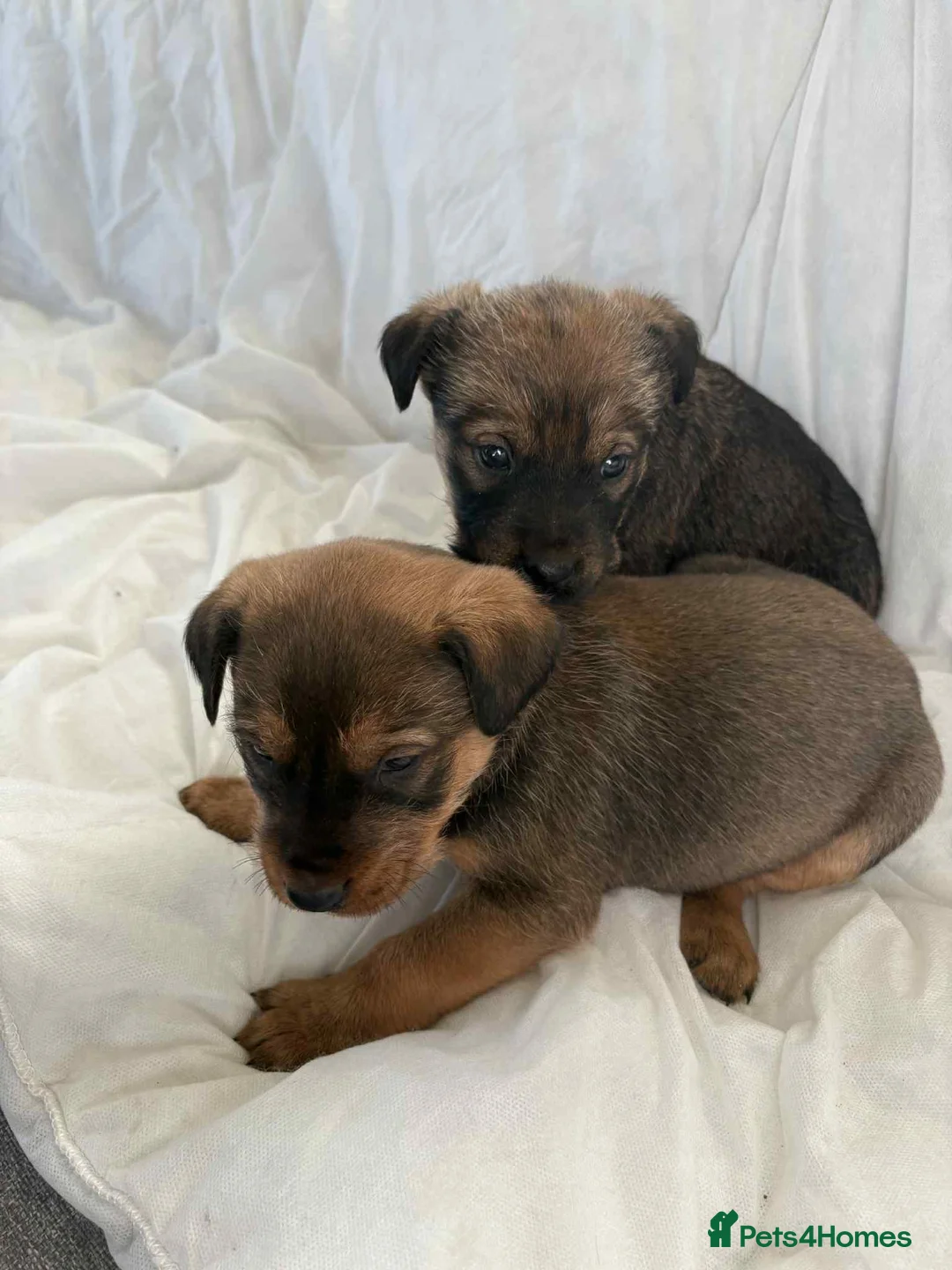 Mixed Breed dogs for sale: German Shepard X Rottweiler  - Advert 4