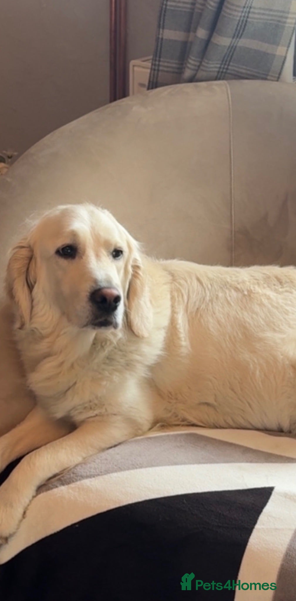 Mixed Breed dogs 12 golden retrievers x Sprollie - Advert 5