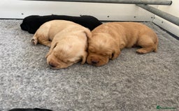 Labrador Retriever dogs for sale: Working Lab pups from 5⭐️ licensed breeders - Image 1