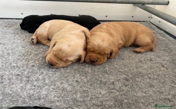 Labrador Retriever dogs - Advert 2