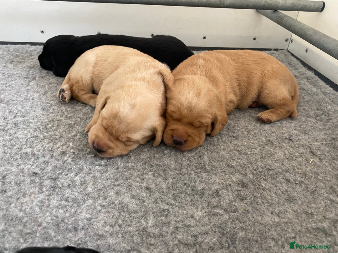Labrador Retriever dogs for sale: Working Lab pups from 5⭐️ licensed breeders - Image 1