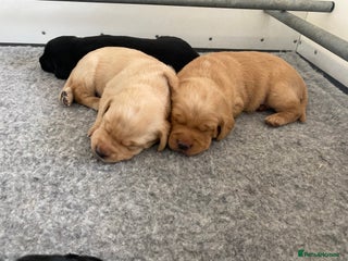 Labrador Retriever dogs - Advert 35