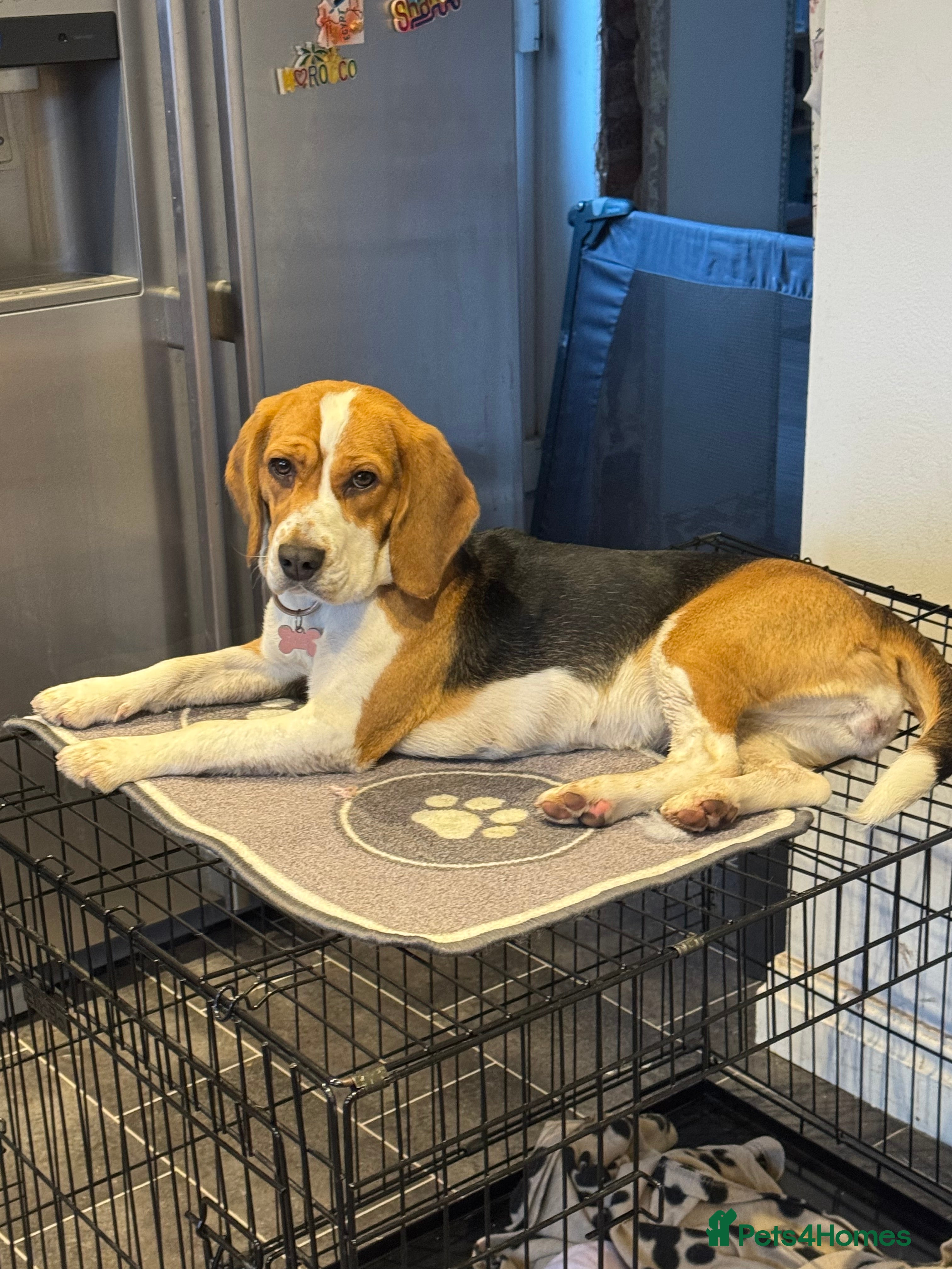 Beagle dogs Beagle daisy  - Advert 16