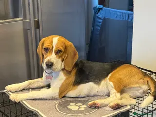 Beagle dogs Beagle daisy - Advert 16