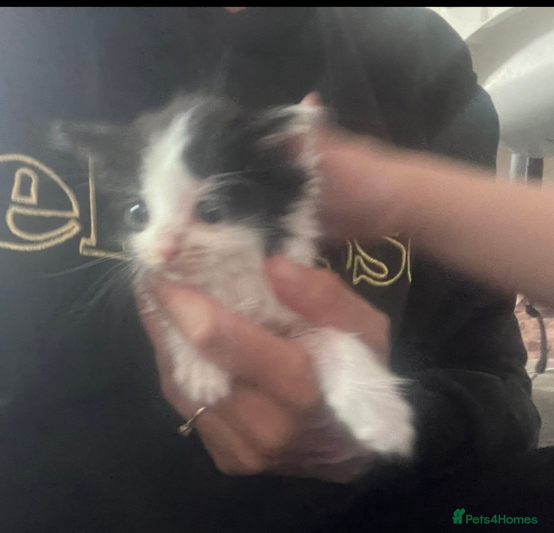 Mixed Breed dogs Ready now Beautiful playful kittens - Advert 9