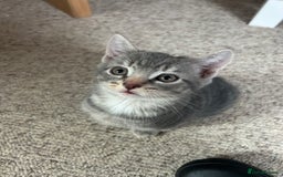 Mixed Breed cats for sale: 4 beautiful and very friendly kittens - Image 3