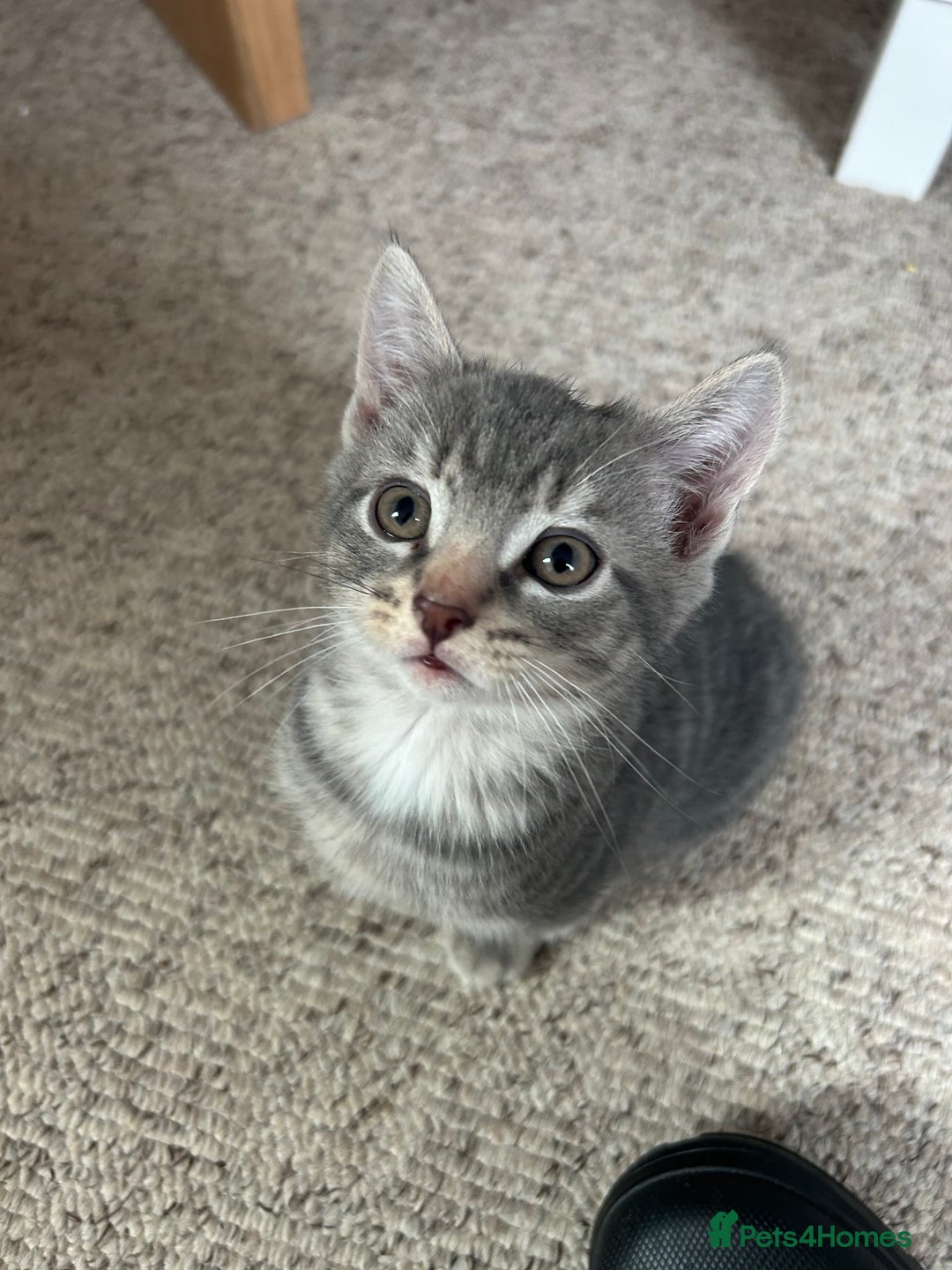 Mixed Breed cats for sale: 4 beautiful and very friendly kittens - Image 3