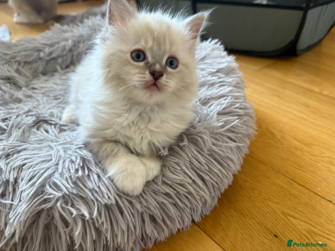 Ragdoll cats for sale: Two beautiful kittens - Image 11