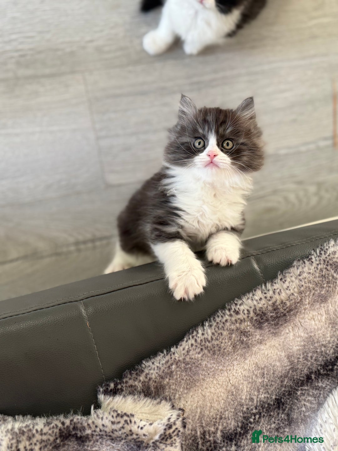 Persian cats for sale: Persian  - Advert 2