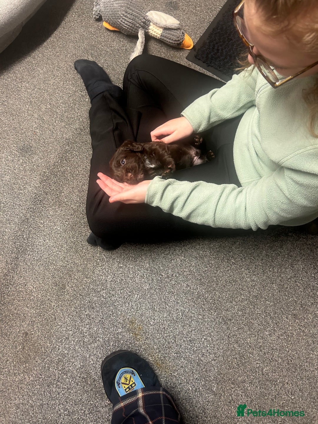 Cocker Spaniel dogs for sale: Working cocker spaniels - Advert 4